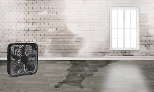Water damage restoration mold remediation in Kayak Point, WA